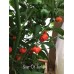 Star Of Turkey Pepper Seeds