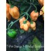 7-Pot Orange X Trinidad Scorpion Orange Pepper Seeds 