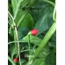 Istagua Pepper Seeds 