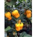 Super Datil