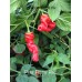 Peter Pepper Red Pepper Seeds 