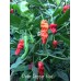 Peter Pepper Red Pepper Seeds 