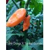 7-Pot Orange X Trinidad Scorpion Orange Pepper Seeds 