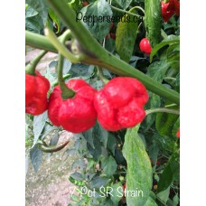 7-Pot SR Strain Pepper Seeds