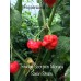 Trinidad Scorpion Moruga Satan Strain Pepper Seeds 