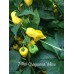7-Pot Chaguanas Yellow Pepper Seeds 