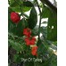 Star Of Turkey Pepper Seeds