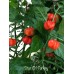 Star Of Turkey Pepper Seeds