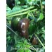 Swiss Chocolate Habanero 