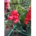 Peter Pepper Red Pepper Seeds 