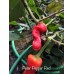Peter Pepper Red Pepper Seeds 