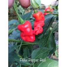 Peter Pepper Red Pepper Seeds 