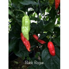 Black Rogue Pepper 