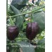 Swiss Chocolate Habanero 