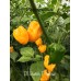 Trinidad Scorpion Butch T Yellow