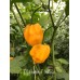 Trinidad Scorpion Butch T Yellow