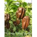 7-Pot Congo X Butch T Chocolate Pepper