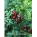 7-Pot Congo Chocolate Pepper Seeds