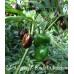 7-Pot Congo X Butch T Chocolate Pepper
