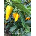 Chicken Heart Yellow Pepper Seeds
