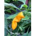 Peter Pepper Yellow Pepper Seeds 