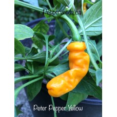 Peter Pepper Yellow Pepper Seeds 