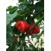 Star Of Turkey Pepper Seeds