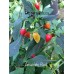 Amachito Red Pepper