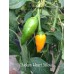 Chicken Heart Yellow Pepper Seeds