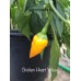 Chicken Heart Yellow Pepper Seeds