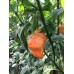 7-Pot Bubble-Gum Peach Pepper Seeds 