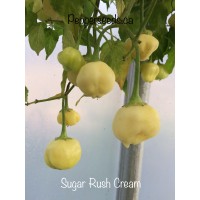 Sugar Rush Cream Pepper Seeds 