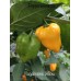 Nagabrains Yellow Pepper Seeds