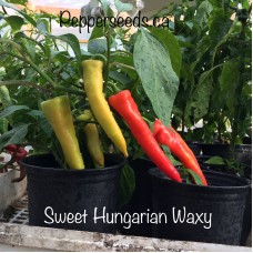 Sweet Hungarian Waxy Red Sweet Hungarian Waxy Red
