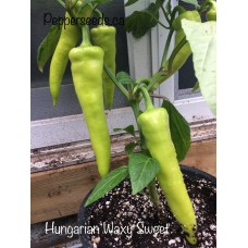 Sweet Hungarian Waxy Yellow