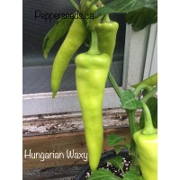 Hungarian Hot Wax Yellow