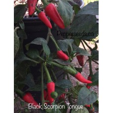 Black Scorpion Tongue Pepper