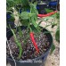 Guindilla Verde Pepper Seeds