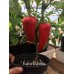 Kapia Paprika Pepper Seeds 