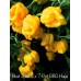 Bhut Jolokia x 7-Pot BBG Huge Yellow Pepper Seeds Bhut Jolokia x 7-Pot BBG Huge Yellow Pepper Seeds