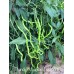 Thunder Mountain Longhorn Pepper Seeds