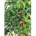 Zimbabwe Birds Eye Pepper Seeds Zimbabwe Birds Eye Pepper Seeds