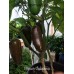 Brown Jalapeno Pepper Brown Jalapeno Pepper