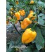 Kathumby Yellow Pepper Seeds 