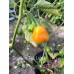 Brasileiro Tres Lobos Pepper Seeds 