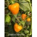 Jamacian Yellow Hot Pepper Seeds Jamacian Yellow Hot Pepper Seeds