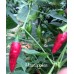 Mascapocse Pepper Seeds Mascapocse Pepper Seeds