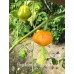 Brasileiro Tres Lobos Pepper Seeds 