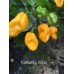 Kathumby Yellow Pepper Seeds 