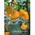 Kathumby Yellow Pepper Seeds 